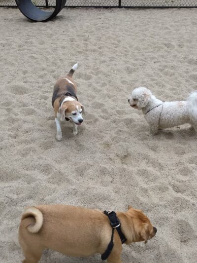 Georgetown Dog Park - Georgetown, MA