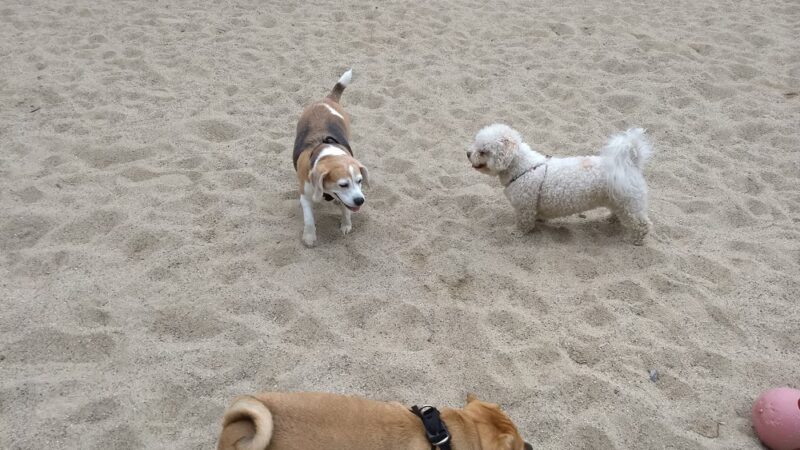 Georgetown Dog Park - Georgetown, MA