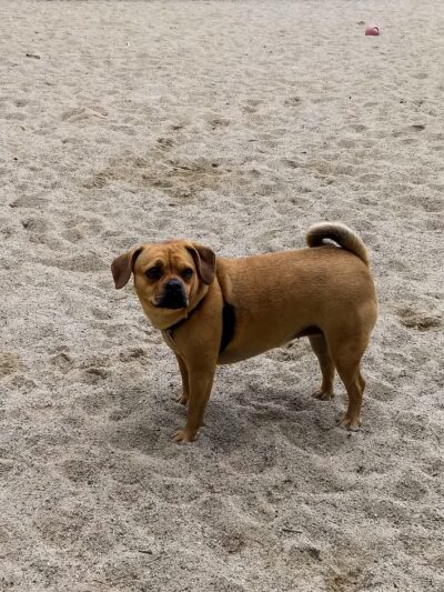 Georgetown Dog Park - Georgetown, MA