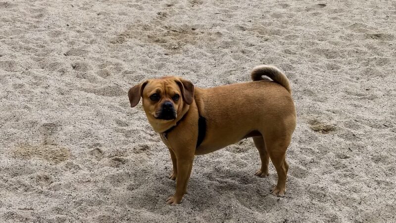 Georgetown Dog Park - Georgetown, MA