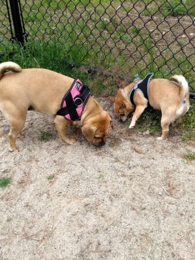 Georgetown Dog Park - Georgetown, MA