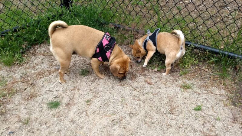 Georgetown Dog Park - Georgetown, MA