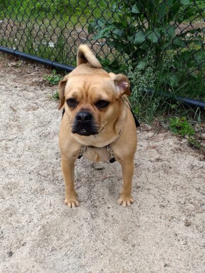 Georgetown Dog Park - Georgetown, MA