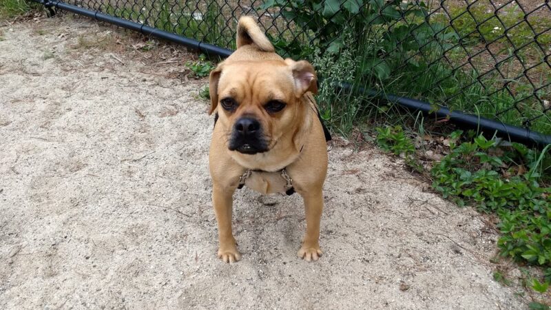 Georgetown Dog Park - Georgetown, MA