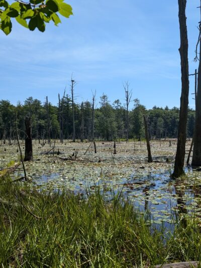 Georgetown-Rowley State Forest - Georgetown, MA