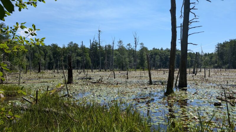 Georgetown-Rowley State Forest - Georgetown, MA