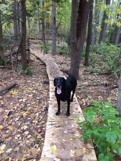 Georgetown-Rowley State Forest - Georgetown, MA