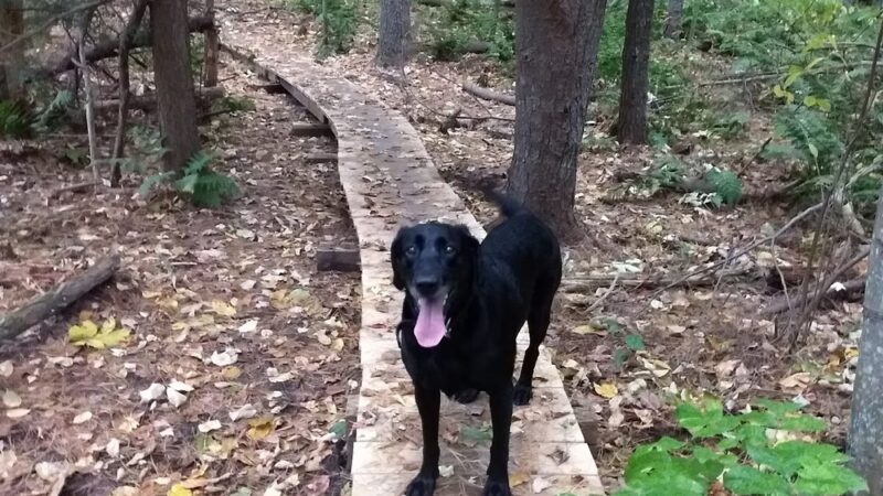 Georgetown-Rowley State Forest - Georgetown, MA