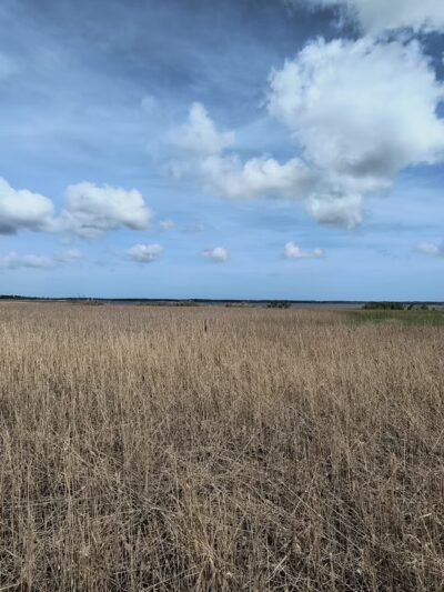 Morgan Park - Georgetown, SC