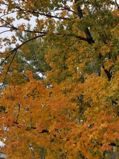 Legion Park - Gerald, MO