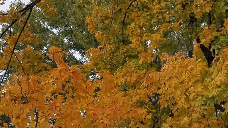 Legion Park - Gerald, MO