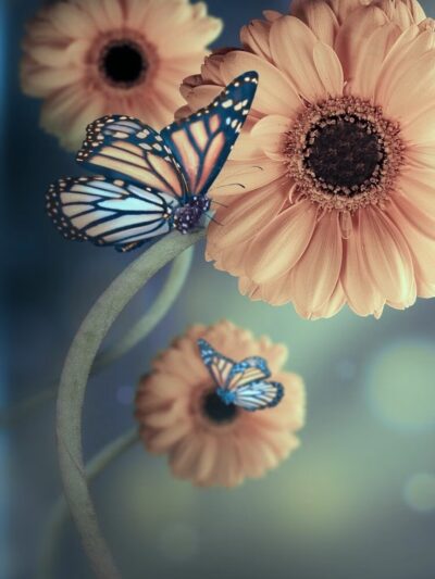 Legion Park - Gerald, MO