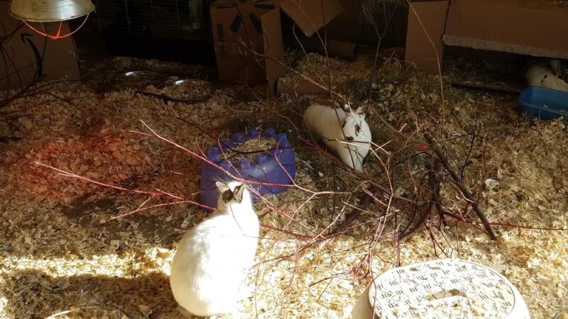 Critter Camp - German Valley, IL