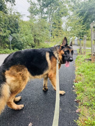 Barking Trails - Germantown, MD