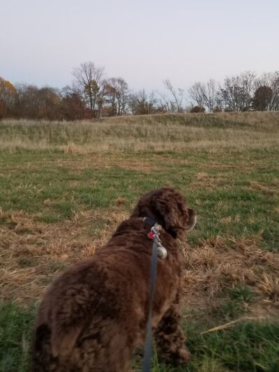 Deer Lookout - Germantown, MD