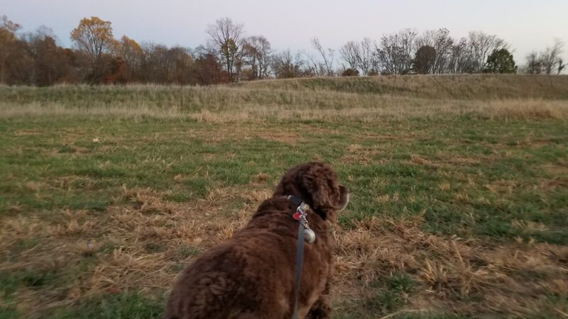 Deer Lookout - Germantown, MD