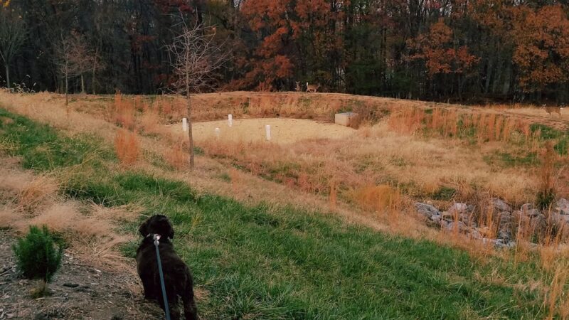 Deer Lookout - Germantown, MD