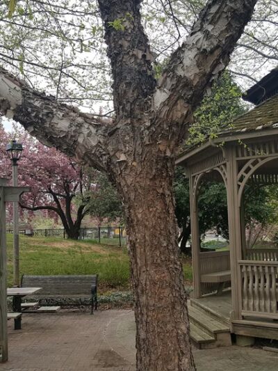 Germantown Square Urban Park - Germantown, MD