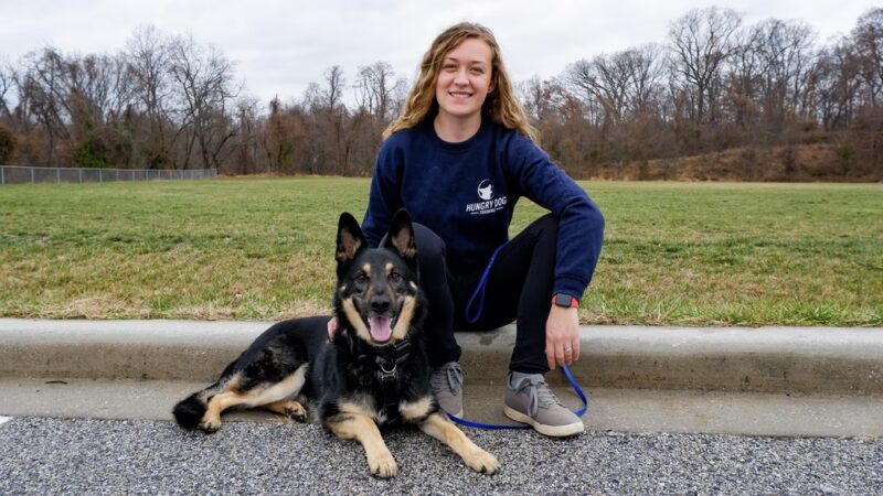 Hungry Dog Training, LLC - Germantown, MD