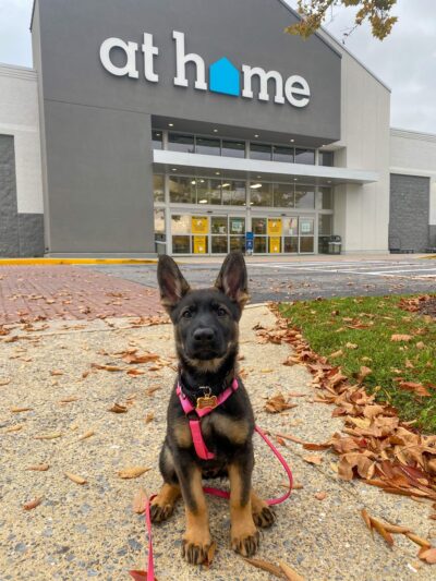 Hungry Dog Training, LLC - Germantown, MD