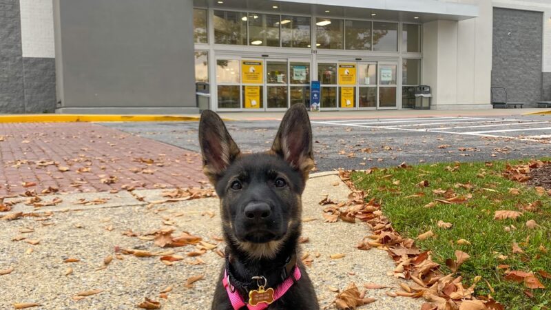 Hungry Dog Training, LLC - Germantown, MD