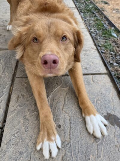 Hungry Dog Training, LLC - Germantown, MD