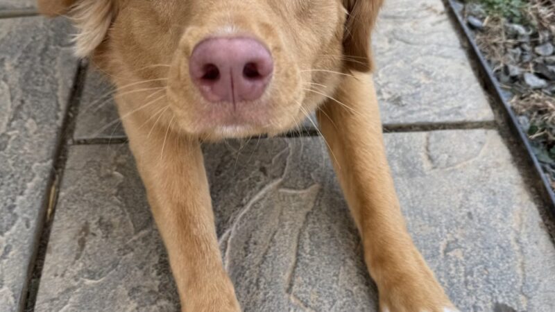 Hungry Dog Training, LLC - Germantown, MD