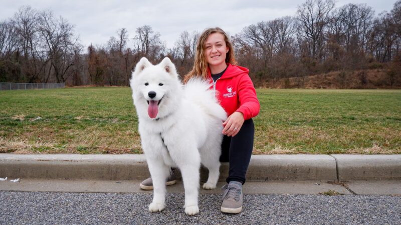 Hungry Dog Training, LLC - Germantown, MD