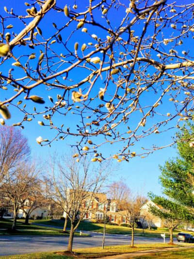 Leaman Park - Germantown, MD
