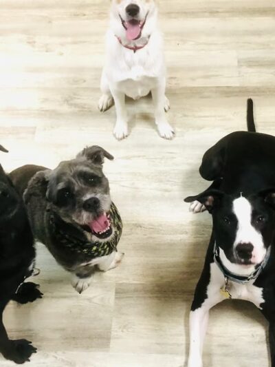 Pack Place K9 - Germantown, MD