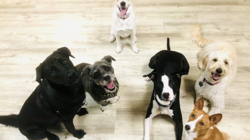 Pack Place K9 - Germantown, MD