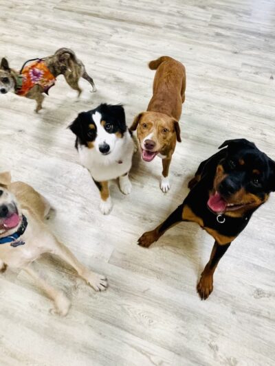 Pack Place K9 - Germantown, MD