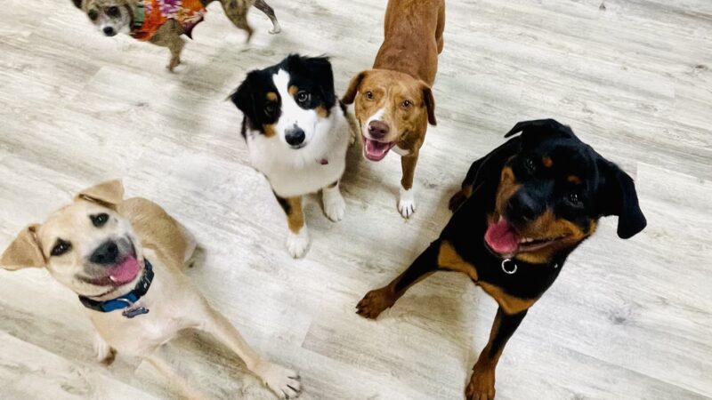 Pack Place K9 - Germantown, MD