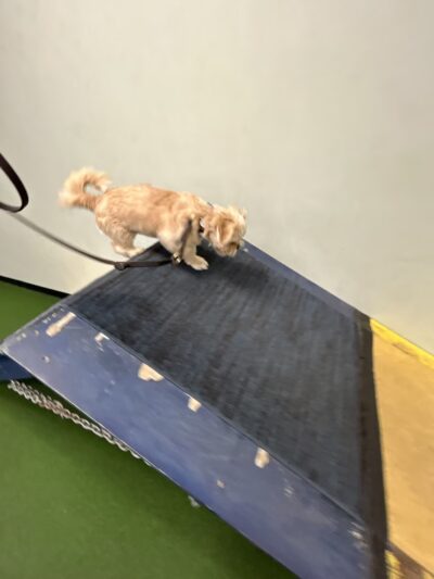 Pack Place K9 - Germantown, MD