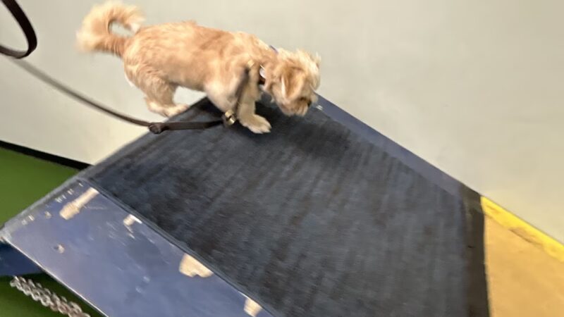 Pack Place K9 - Germantown, MD
