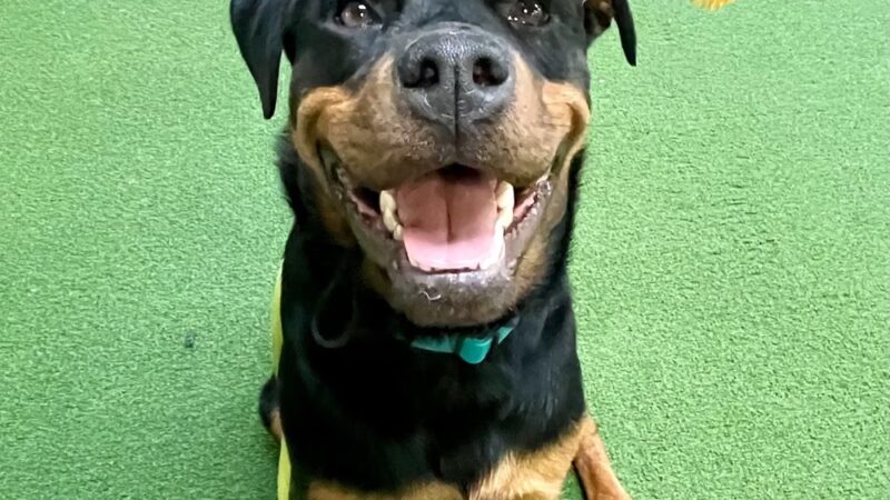 Pack Place K9 - Germantown, MD