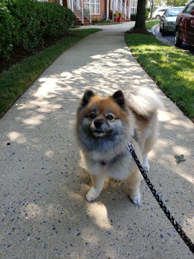 Prance Around Pet Services - Germantown, MD