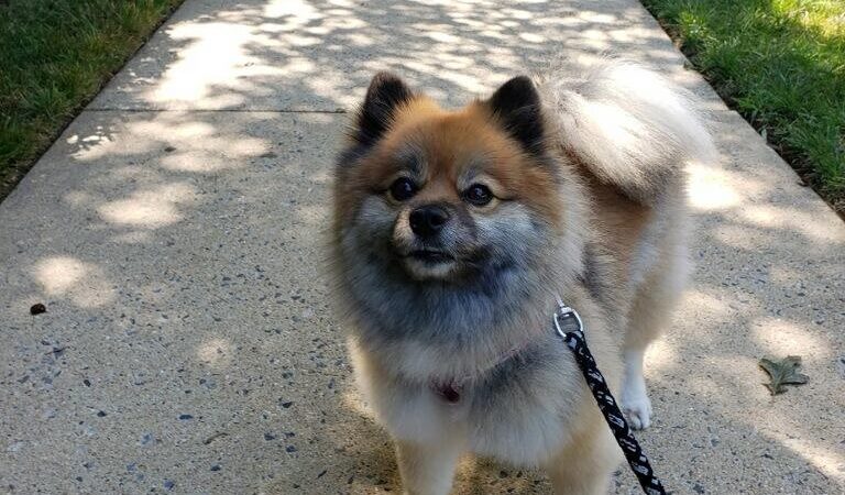Prance Around Pet Services - Germantown, MD