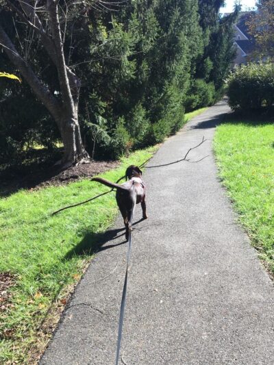Prance Around Pet Services - Germantown, MD