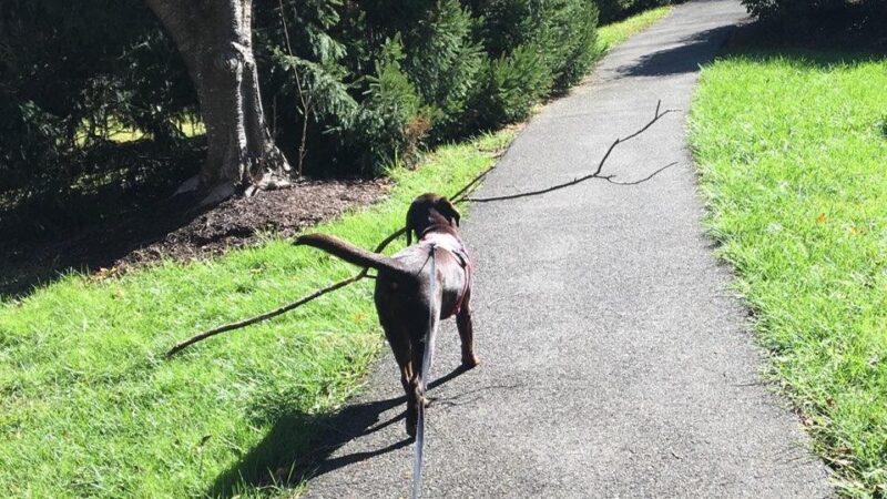 Prance Around Pet Services - Germantown, MD