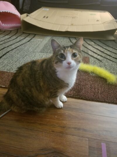 Prance Around Pet Services - Germantown, MD