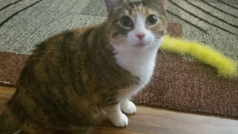 Prance Around Pet Services - Germantown, MD