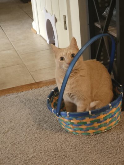 Prance Around Pet Services - Germantown, MD