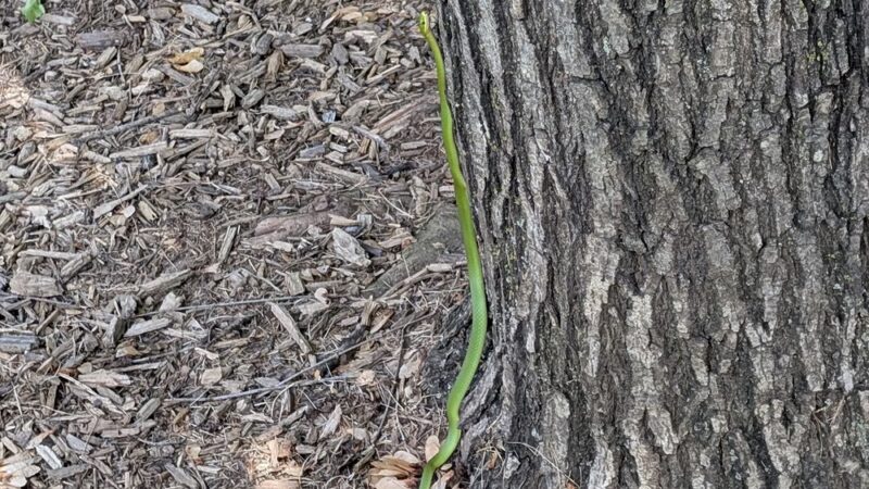 South Germantown Recreational Castle Park - Germantown, MD
