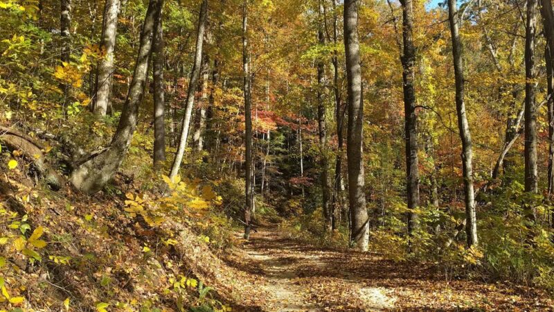 Florence Nature Preserve - Gerton, NC