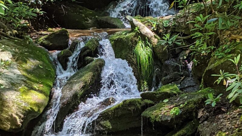 Florence Nature Preserve - Gerton, NC