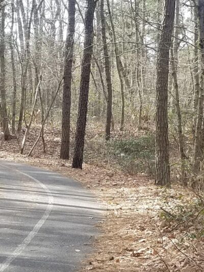 Blueberry Hill Trail - Gibbsboro, NJ