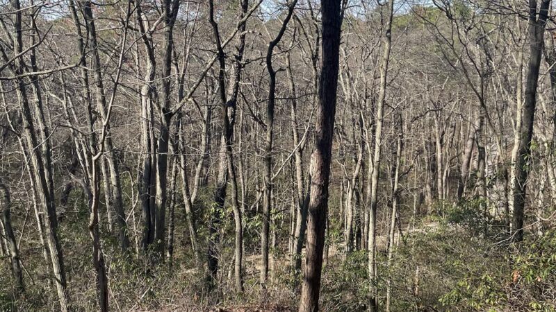 Blueberry Hill Trail - Gibbsboro, NJ