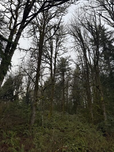 Wilkinson Farm Park - Gig Harbor, WA