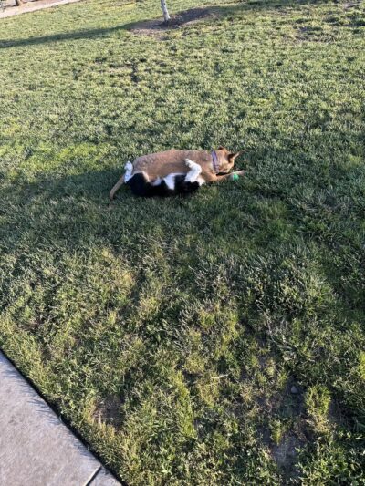 3rd Street Dog Park - Gilroy, CA